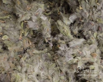 فروش چای کوهی (گیاه‌ دارویی)