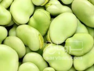 فروش باقلا تازه - باقالی - باقالا