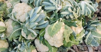 فروش گل کلم