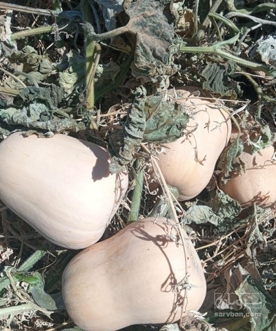 فروش کدو حلوایی