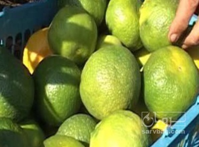 فروش پرتقال