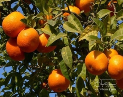 فروش نارنگی