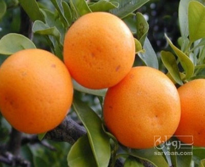 فروش نارنگی پچ