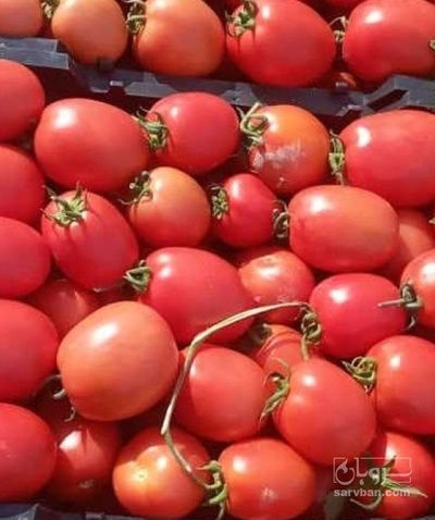 فروش گوجه فرنگی متین