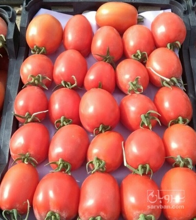 فروش گوجه فرنگی بروبیو