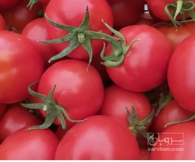 فروش گوجه فرنگی برنتا