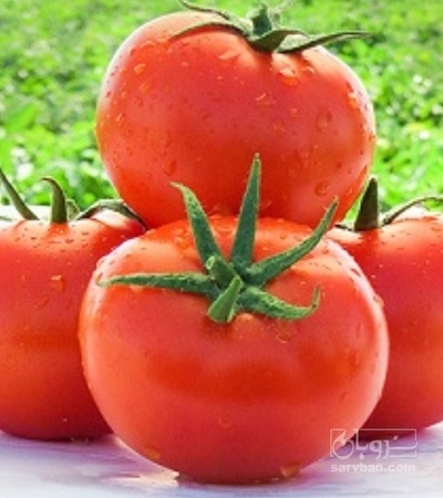 فروش گوجه فرنگی 8320