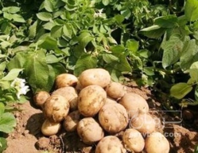 فروش  انواع سیب زمینی