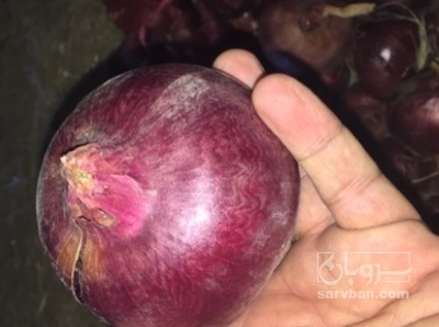 فروش پیاز قرمز