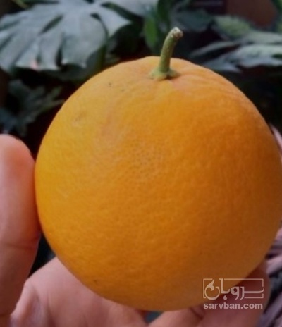 فروش پرتقال