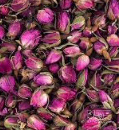 فروش غنچه گل محمدی (گیاه‌ دارویی)