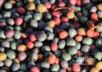 فروش بنه (گیاه‌ دارویی)