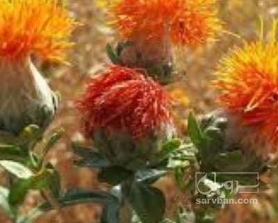 فروش بذر گلرنگ