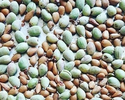 فروش بادام کوهی