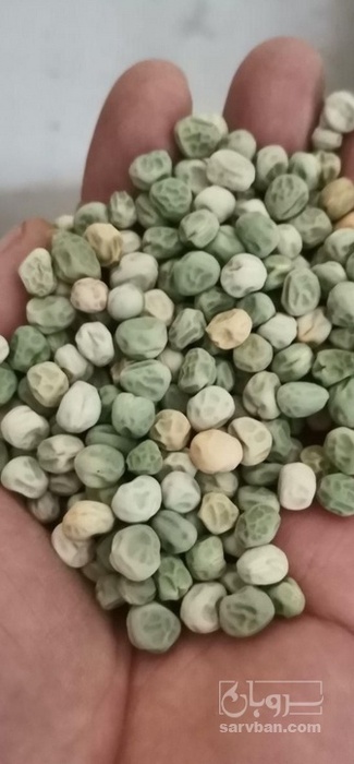 فروش نخود فرنگی