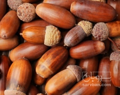 فروش بلوط کوهی