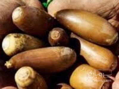 فروش بلوط (گیاه‌ دارویی)