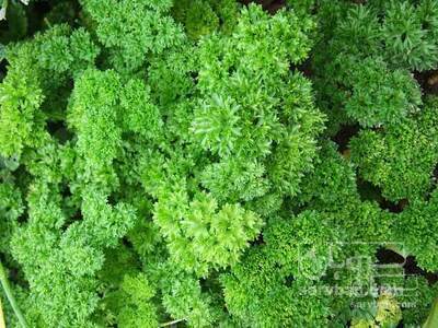 فروش کاهو فرانسوی