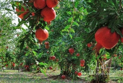 فروش انار توری