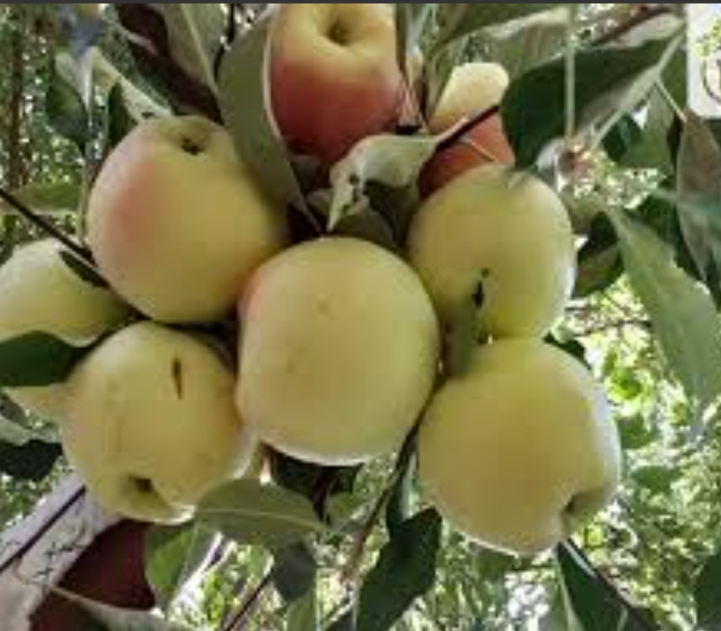 فروش سیب گلاب