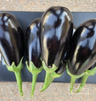 فروش بادمجان لامپی کارتن پلاست