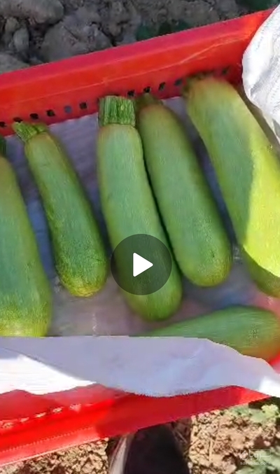 فروش کدو  سبز