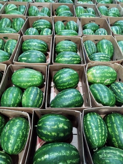 فروش هندوانه