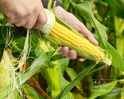 فروش ذرت خوراکی بلال