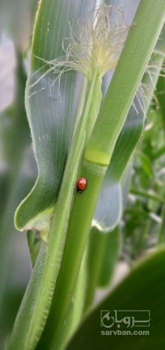 فروش  بچه ذرت