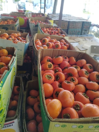 فروش خرمالو