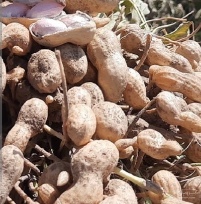 فروش بادام زمینی