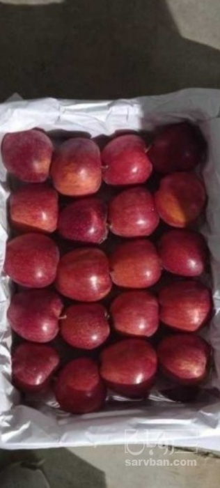 فروش سیب قرمز