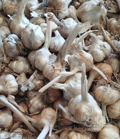 فروش سیر لشگری