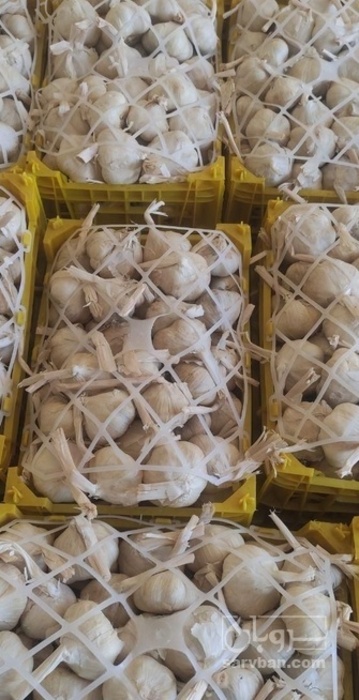 فروش سیر صادراتی