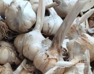 فروش سیر توری