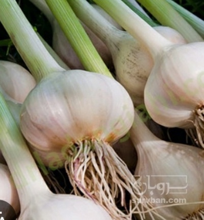 فروش سیر چهار انگشتی