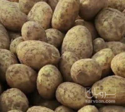 فروش سیب زمینی انباری