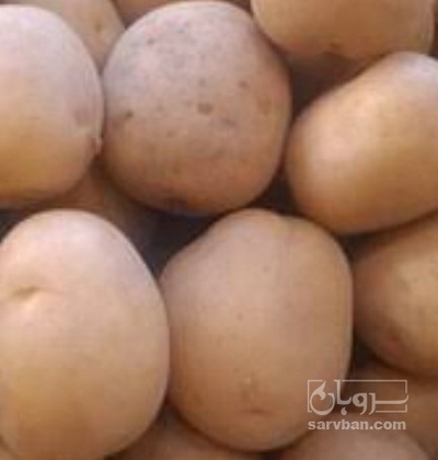 فروش سیب زمینی تازه