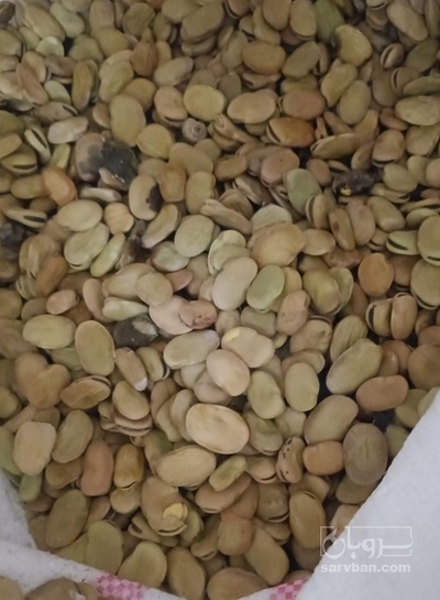 فروش باقلا تازه - باقالی - باقالا