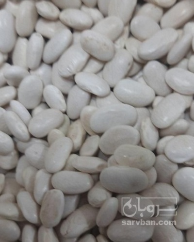 فروش لوبیا سفید