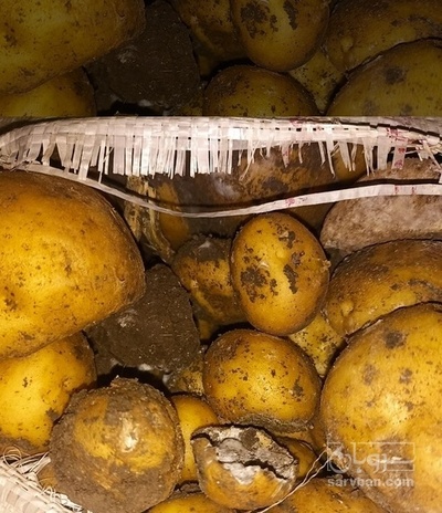 فروش سیب زمینی دامی