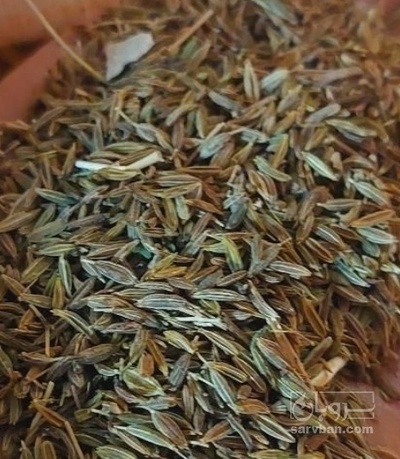 فروش زیره (گیاه‌ دارویی)