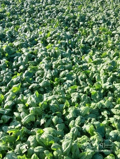 فروش اسفناج