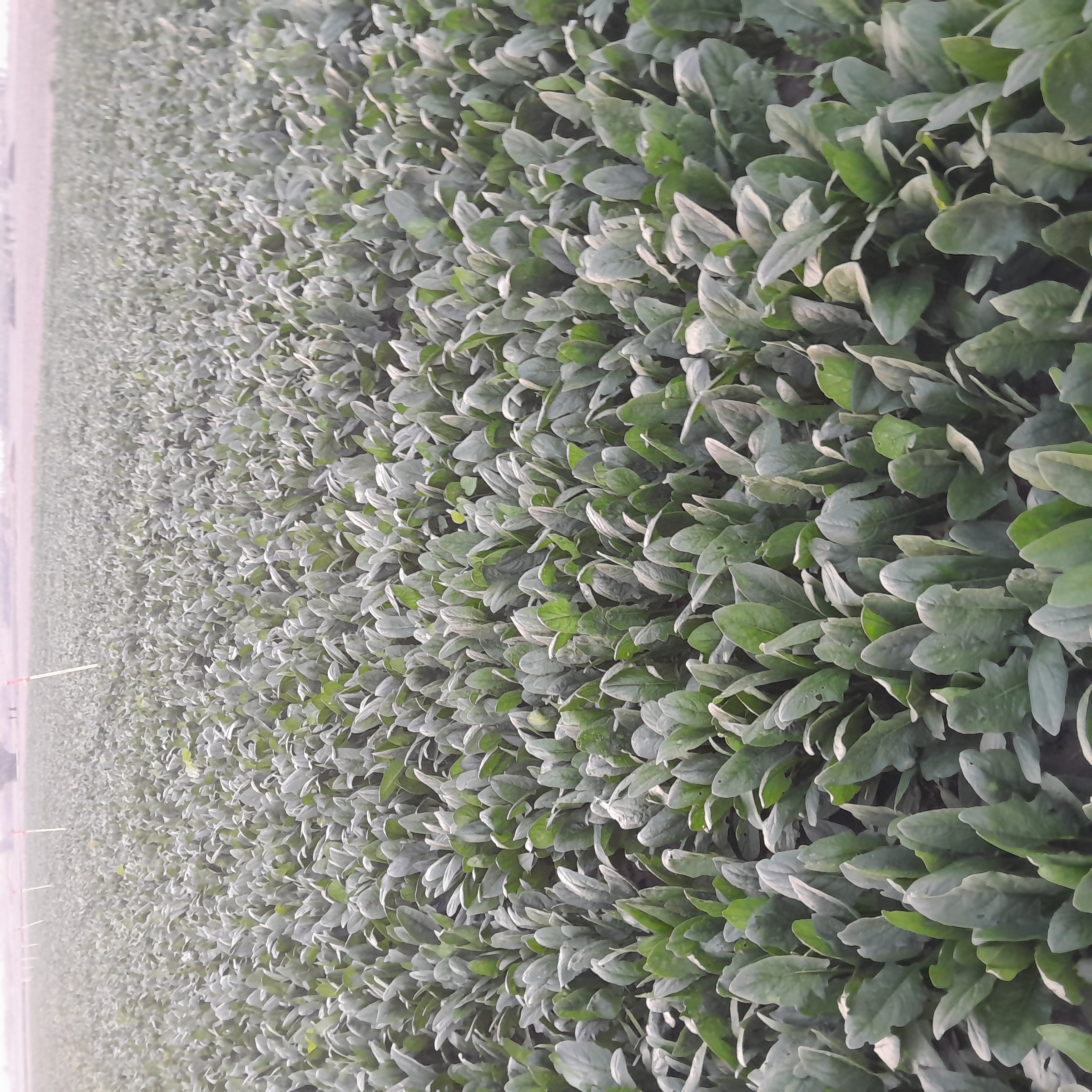 فروش اسفناج