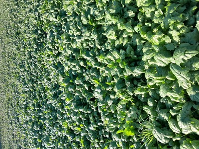 فروش اسفناج