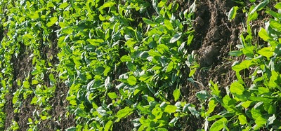 فروش اسفناج