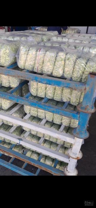 فروش باقلا تازه - باقالی - باقالا