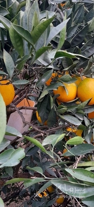 فروش پرتقال