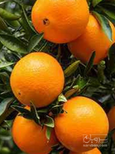 فروش پرتقال فله