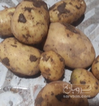 فروش سیب زمینی جلی
